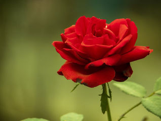 Rosa damascena – ורדים בהומאופתיה