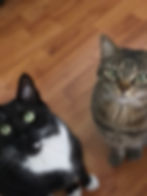 Happy Cats Smiling