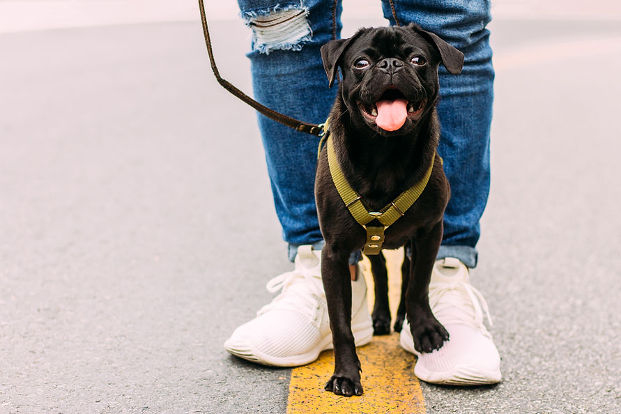 Dog walking on a leash