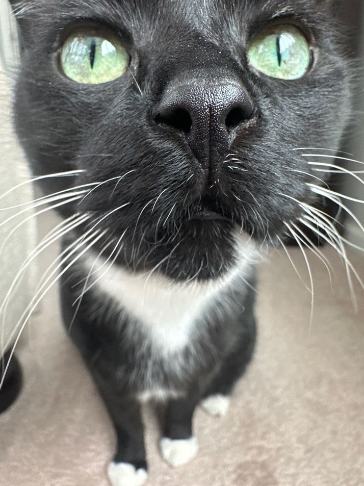 Cat looking at camera