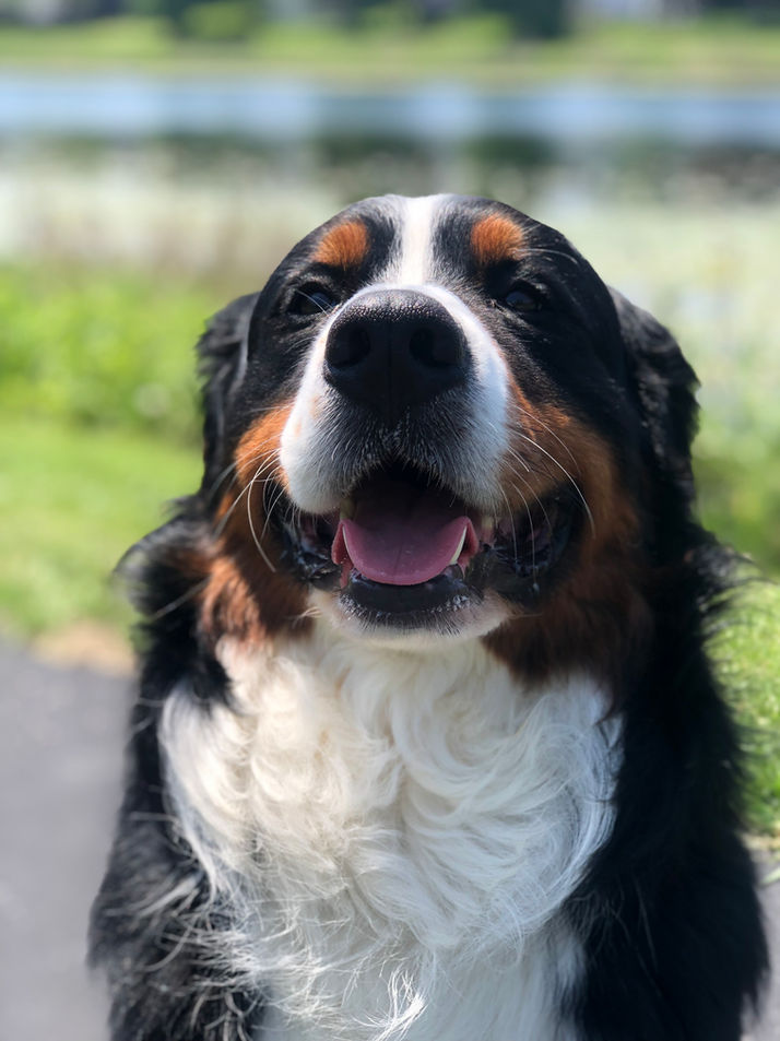 Happy Smiling Dog