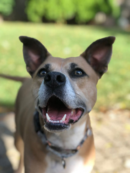 Dog with attentive focused look