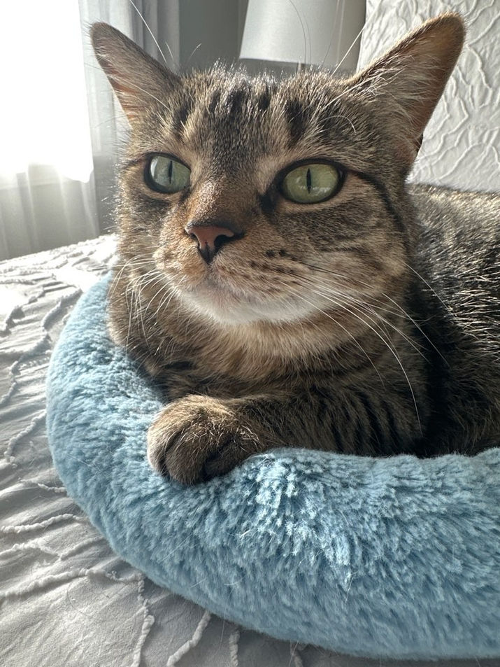 Cat relaxed in its cat bed
