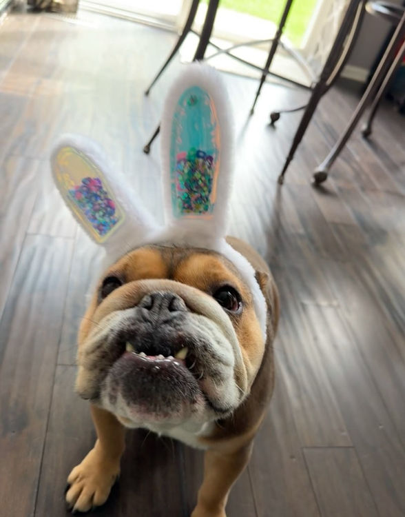 Cute dog with Bunny ears on his head