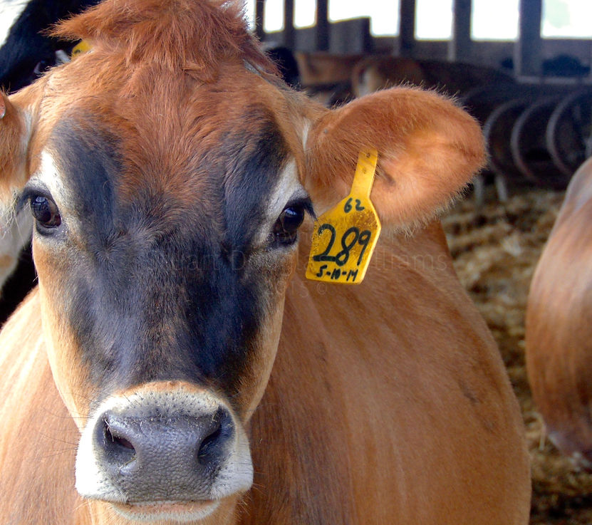 Tillamook, 2015. I get lost in your eyes. Brooklyn based photographer Stuart Douglas Williams enamored of this Oregon dairy cow.