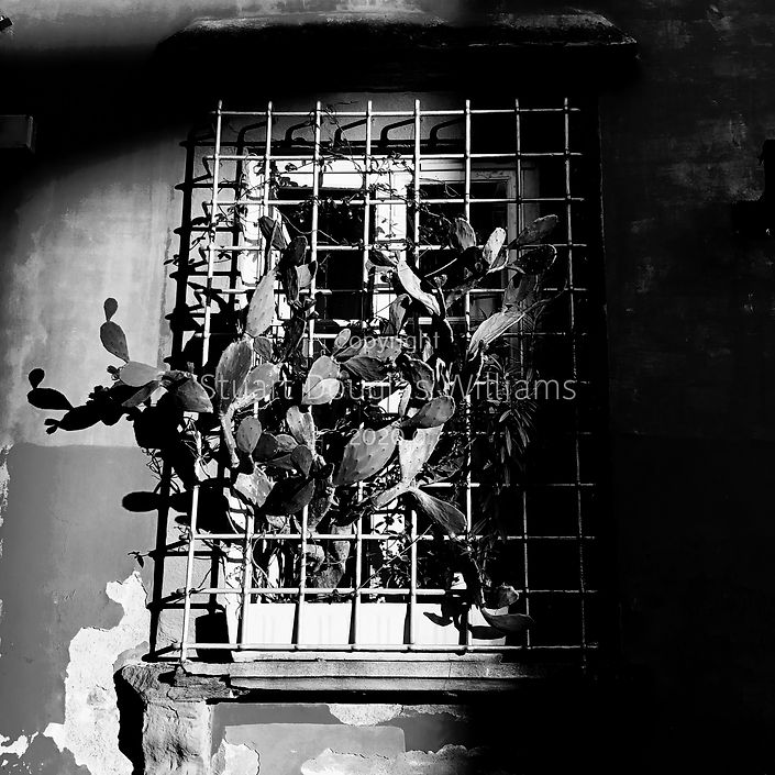 Cactus, 2020. Beautiful black and white photographs of Italy by Stuart Douglas Williams.