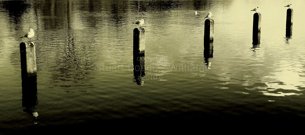 Serpentine, 2010