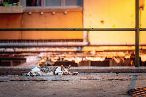 gormakuma-street-cat-6603252.jpg