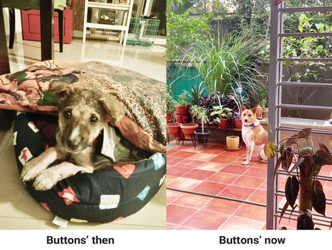 My Life with Buttons…