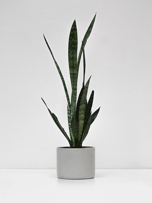 סנסיווריה בכד בטון