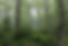 DeepForest_1.jpg