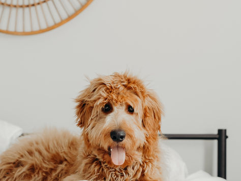 Tips on having a pet friendly home