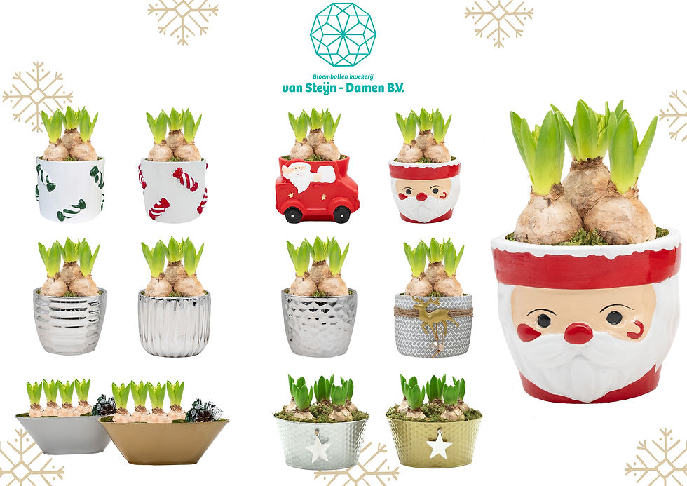 christmas bigger pots.jpg