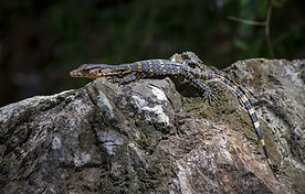 reptile-with-long-tail-laying-rock.jpg