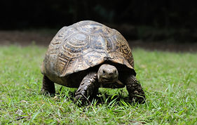 african-spurred-tortoise-grass.jpg