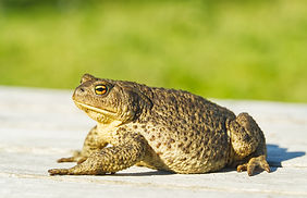 common-toad-sitting-old-wooden-table-buf