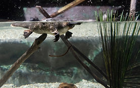 platypus-3762257_1920.jpg