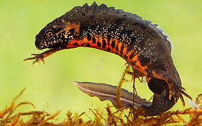 male-danube-crested-newt-swimming-underw