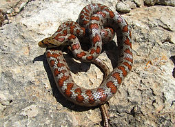 top-view-shot-european-rat-snake-coiled-