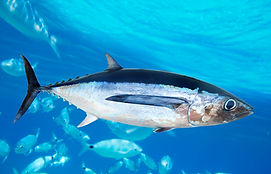 albacore-tuna-fish-thunnus-alalunga.jpg