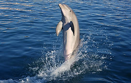 dolphin-doing-acrobatics.jpg