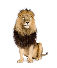 lion-panthera-leo-white-isolated.jpg