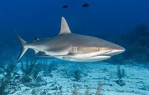 shark-sea.jpg