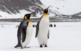 king-penguins-south-georgia-island.jpg