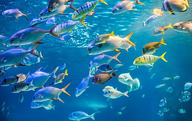 school-sea-fish-are-swimming-water-surfa