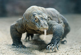 komodo-dragon-walks-towards-camera-with-