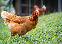 brown-chicken-walking-grass-floor.jpg