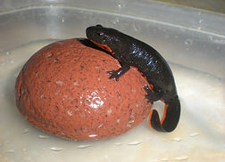 newt-607595_1920.jpg