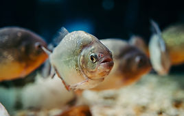 several-piranhas-aquarium-pygocentrus-na