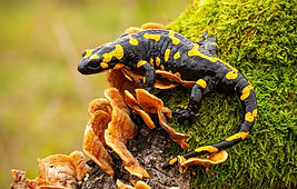 fire-salamander-looking-sideways-from-mo