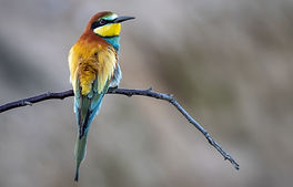 closeup-shot-of-beautiful-bee-eater-bird