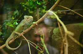 green-chameleon-sitting-tree-branch-zoo.