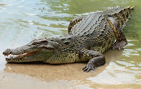 crocodile.jpg