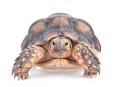 turtle-isolated-white-background.jpg