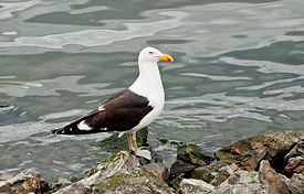 gaviotas.jpg
