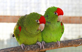 couple-green-parrot.jpg