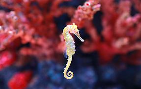 seahorse-hippocampus-swimming.jpg