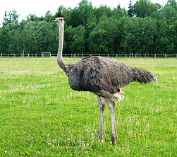 ostrich-grass.jpg