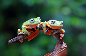 flying-frog-branch.jpg