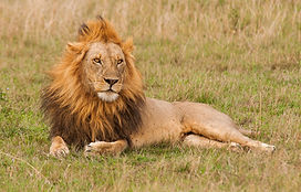 shallow-focus-shot-of-male-lion-resting-