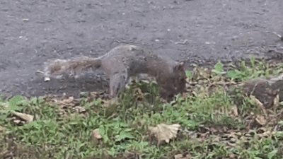squirrel treasure.gif