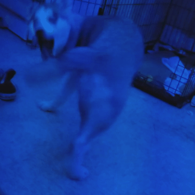 blue moon.gif