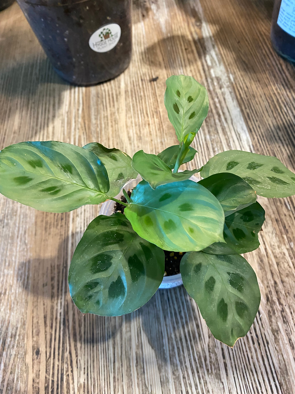 Thumbnail: Maranta Kerchoveana 'Rabbit Tracks'
