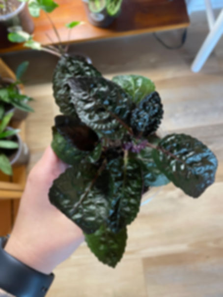 Hemigraphis Purple Waffle Plant