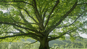 An Interview with Mary Oakes, Activate Maine’s High School Intern