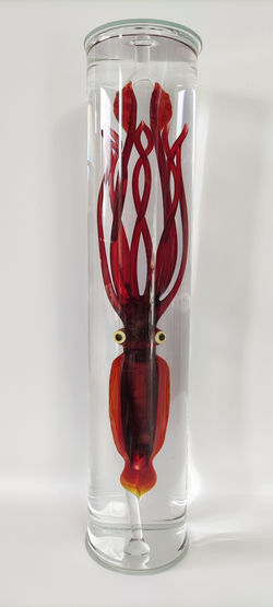 calamar william geffroy verre